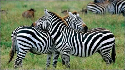 Les rayures du zèbre sont-elles...