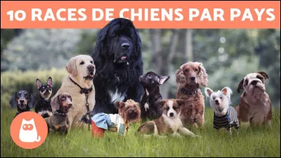 Quelle race de chien préfères-tu entre celles-ci ? (Aucun impact sur les résultats.)