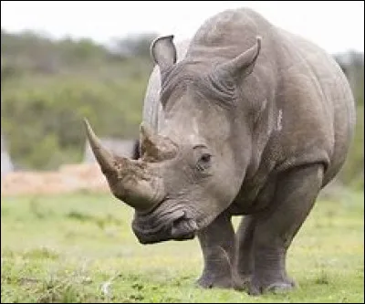 Les rhinocéros femelles n'ont pas de cornes.