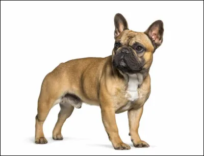 Quelle est cette race de chien ?