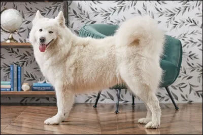 Ce beau chien blanc est nommé...
