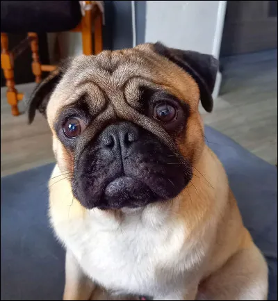 Ce chien est tellement mignon ! Quelle est sa race ?