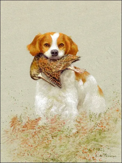 Comment s'appelle ce chien ?