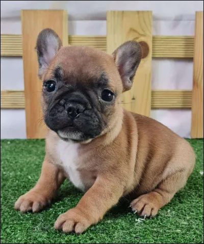 Quelle est cette race de chien ?