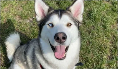 Comment s'appelle cette race de chien ?