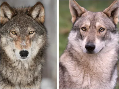 Comment s'appelle ce chien ?