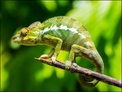 Animaux : quel est ce reptile capable de changer de couleur ?