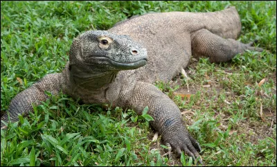Vrai ou faux ? Le dragon de Komodo vit principalement aux Philippines.