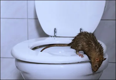 Vrai ou faux ? L'espérance de vie d'un rat d'égout est en moyenne de 13 à 18 mois.