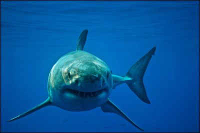 Vrai ou faux ? Le requin mange les humains.
