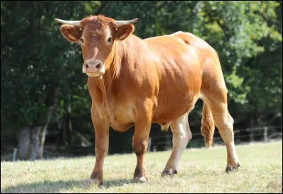 Vrai ou faux ? Le taureau et le buf sont le même animal.