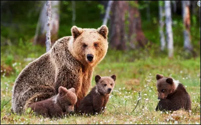 Vrai ou faux ? En été, l'ours brun cumule jusqu'à 180 à 200 kg de graisse.