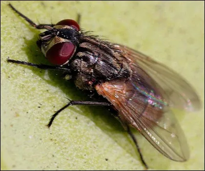 Vrai ou faux ? Les mouches domestiques femelles vivent en moyenne quatre semaines.