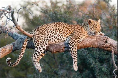 Vrai ou faux ? Le puma est plus rapide que le léopard.