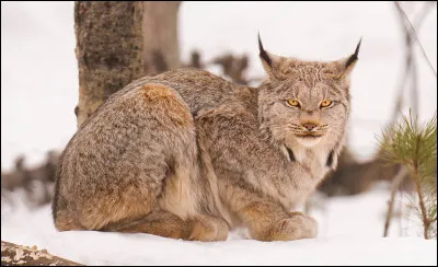 Vrai ou faux ? Le lynx possède 30 dents.