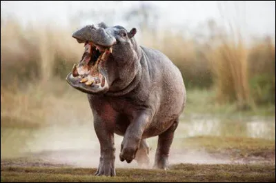 Vrai ou faux ? L'hippopotame commun est capable de courir à 30 km/h sur de courtes distances.