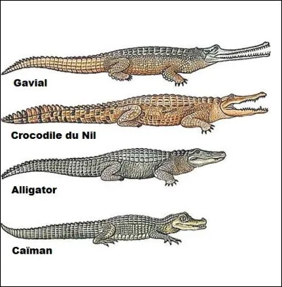 Vrai ou faux ? Ce qui différencie l'alligator, le caïman et le gavial sont le museau et la mâchoire.