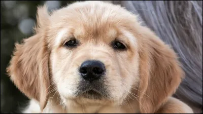 Quel est le sens le plus faible chez les chiens ?