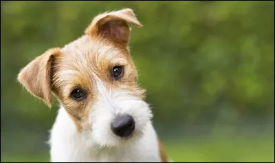 Quel est l'âge moyen d'un chien lorsqu'il atteint sa maturité adulte ?