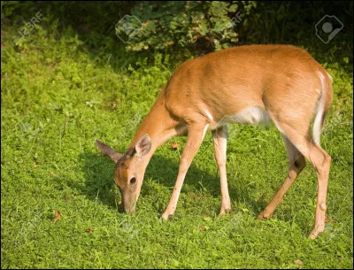 Si tu étais animal, quel serait ton régime alimentaire ?