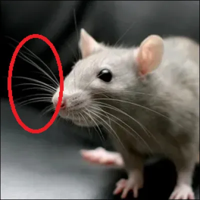 Lequel a des vibrisses ?