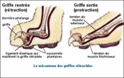 Lequel a des griffes rétractiles ?