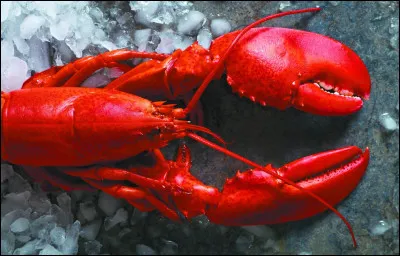 De manière générale, quelle est la couleur du homard lorsqu'on le trouve dans l'eau ?