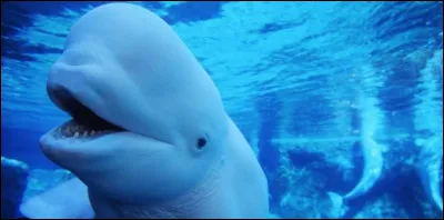 Quel est cet animal marin ?