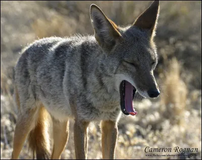 Quel est cet animal ?