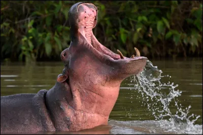 Quel est le nom de cet animal ?