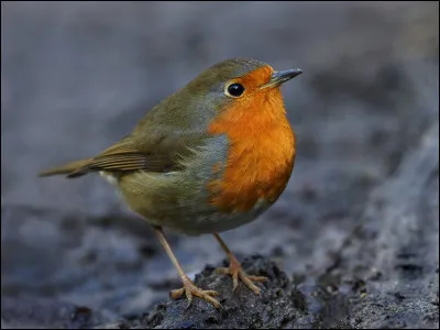 Quel est cet oiseau ?