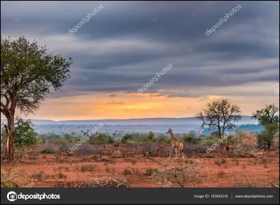 "Une saison blanche et sèche" : ce roman a été un révélateur de la monstruosité de l'apartheid en Afrique du Sud. Qui en est l'auteur ?