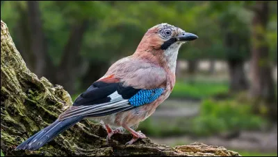 "Ne tirez pas sur l'oiseau moqueur" : ce roman continue de marquer des générations. Mais qui l'a écrit ?