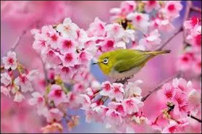 Quelle fête traditionnelle japonaise, célébrant la floraison des cerisiers, a lieu généralement au mois d'avril ?