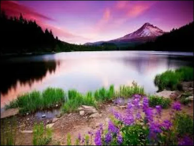 Quel est le nom de l'oiseau national du Royaume-Uni, qui est également associé à la légende du roi Arthur ?