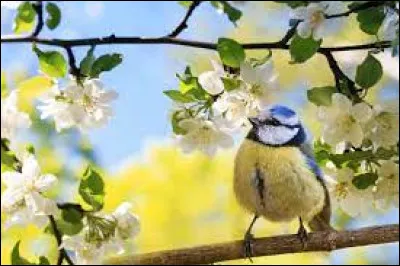 Quel est le plus grand oiseau vivant aujourd'hui, capable de voler ?