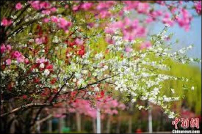 Quel est le nom du phénomène au cours duquel les oiseaux se déplacent sur de longues distances entre leurs sites de reproduction et d'hivernage ?