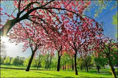 Quelle fleur emblématique du Japon est largement célébrée lors du festival annuel Hanami ?