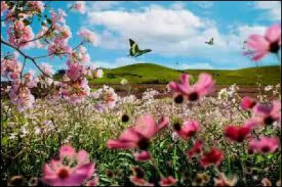 De quel mois cette même fleur est-elle l'emblème ?