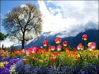 Quelle fleur est souvent utilisée comme symbole de résistance et d'espoir dans les pays touchés par la guerre et les conflits ?