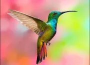 Quiz Les records des animaux