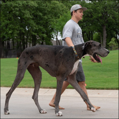 Quel est le record du plus grand chien au monde ?
