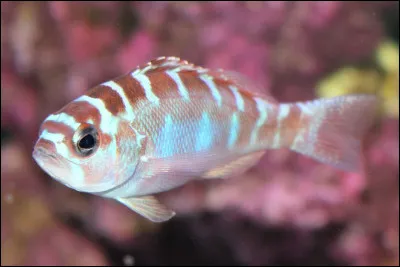 Combien de fois le serranus tortugarum peut-il changer de sexe par jour pour la reproduction ?