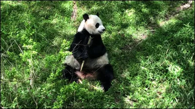 Quel est cet animal ?