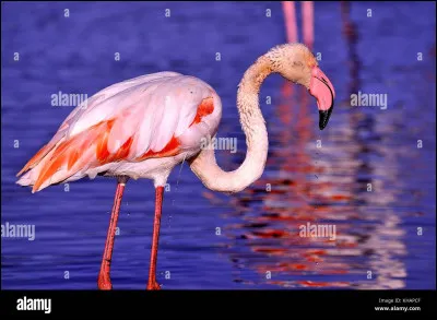 Quel est cet animal ?