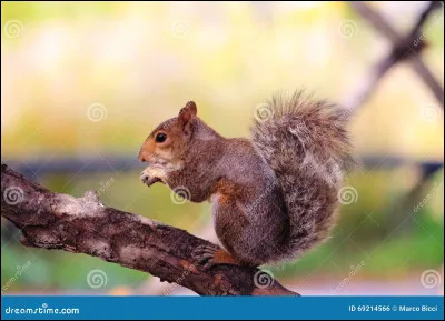 Quel est cet animal ?