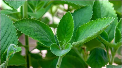 Où est souvent présent le boldo ?