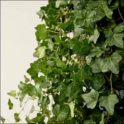 Que fait le lierre grippant ?