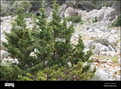 Le genévrier permet de soulager les douleurs articulaires.