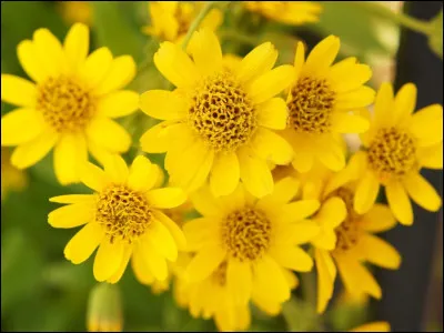 L'arnica atténue les douleurs musculaires.